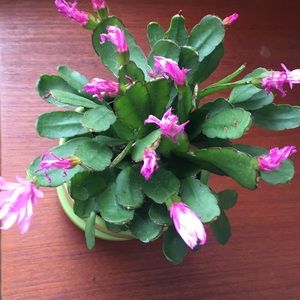 Meet your Posher, Annie